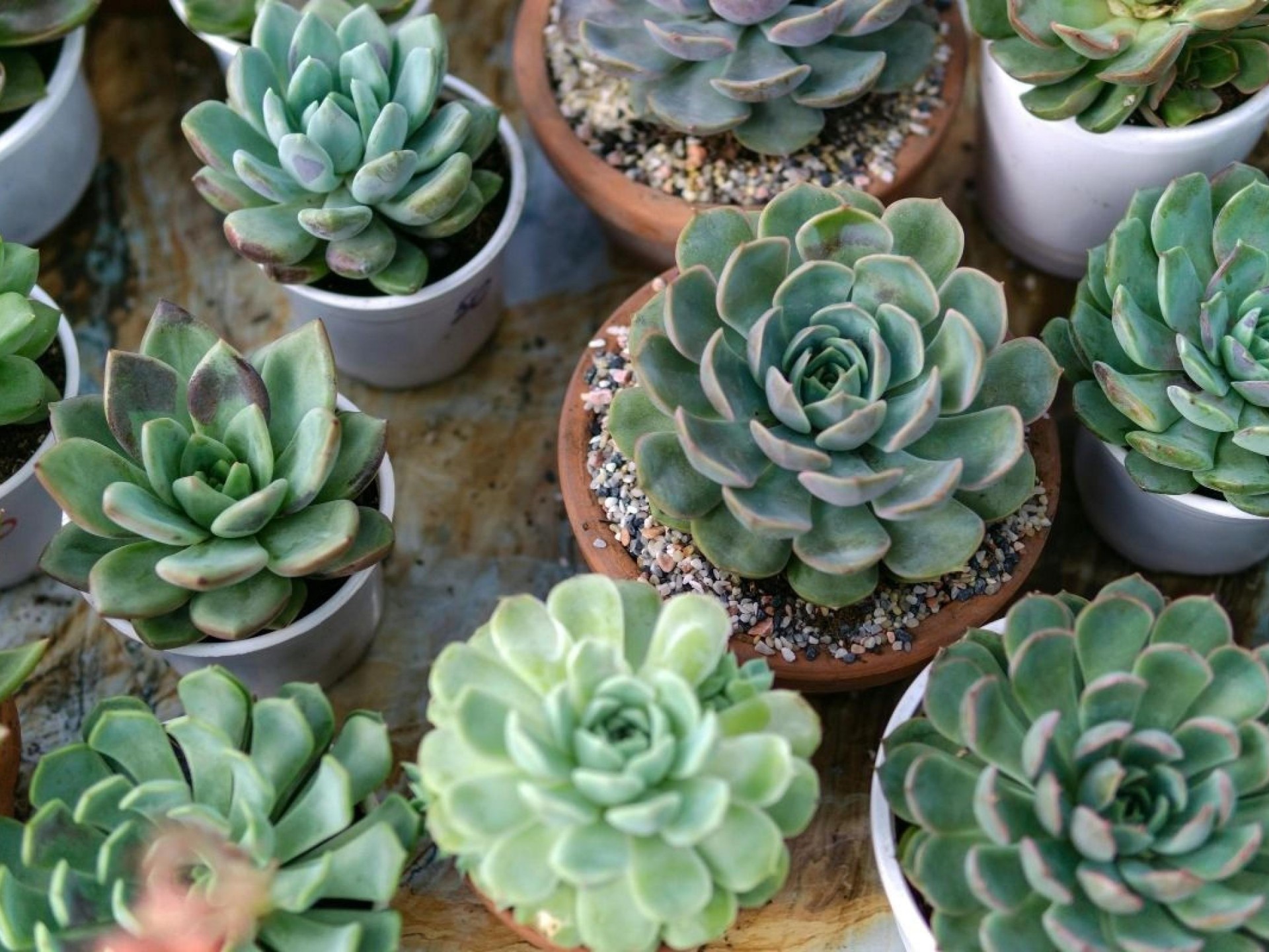 Protective Membrane Specialist  T/O $5M  Wellington Central, NZ