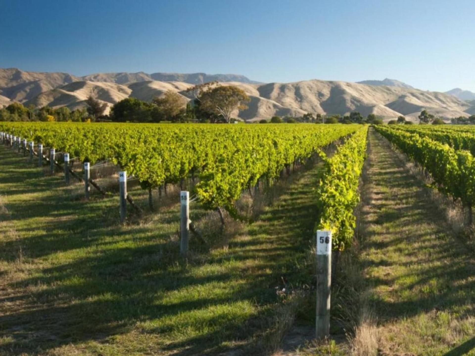 NZ's Wine Heritage: 1 of Waipara's Oldest Wineries  Christchurch, New Zealand