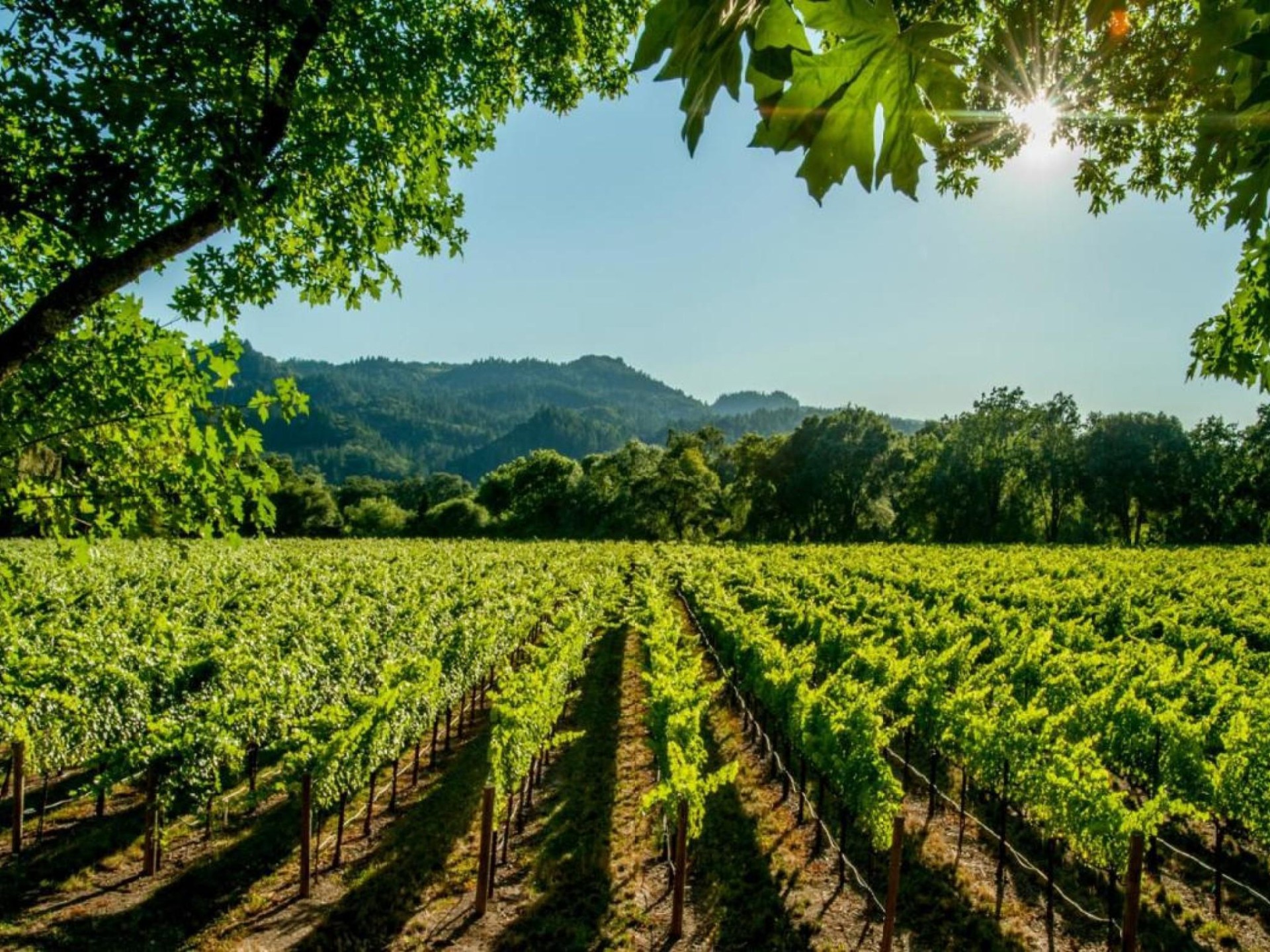 Iconic Marlborough Winery and Vineyards  Blenheim, New Zealand