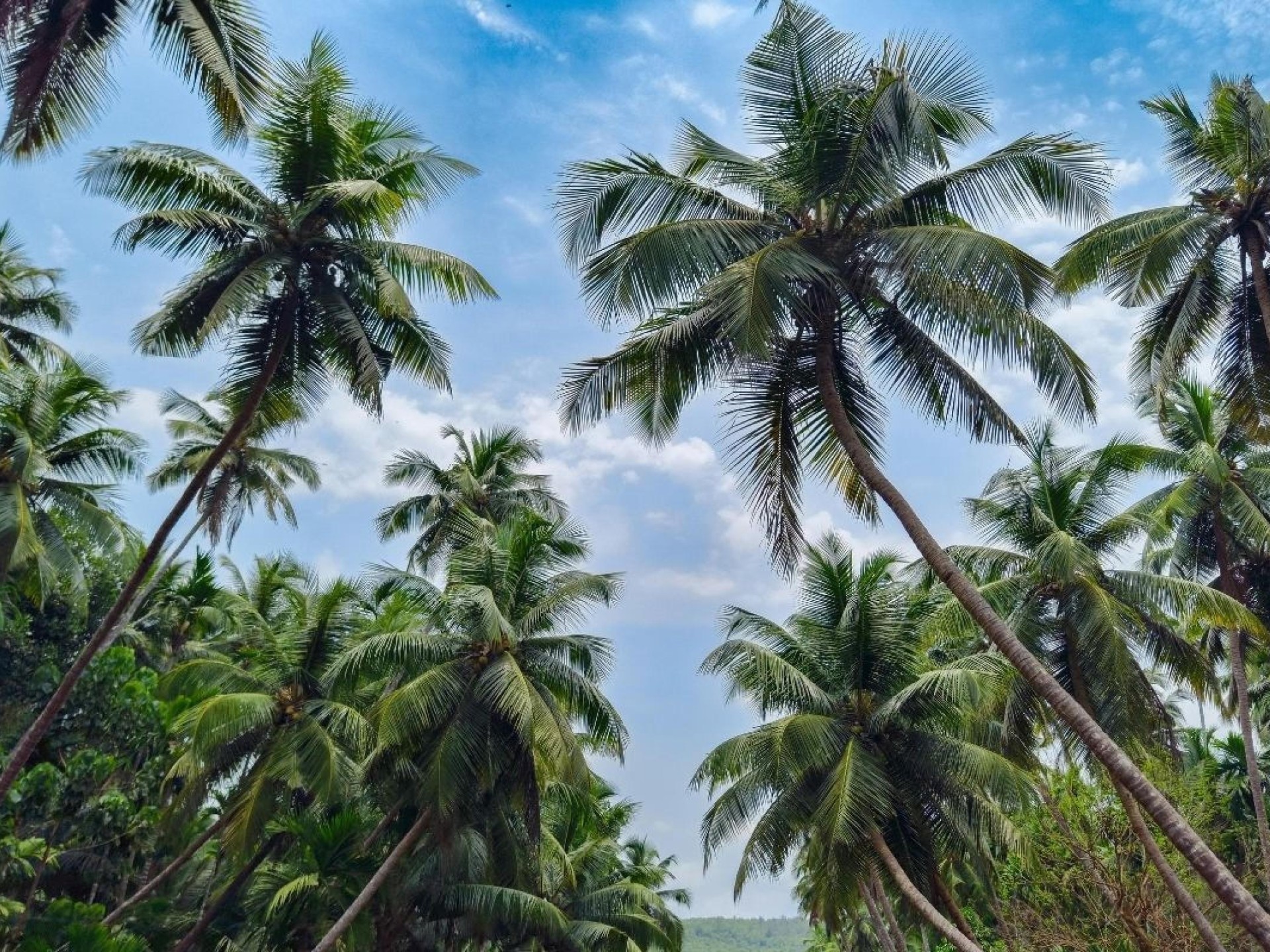 Exotic Wholesale Nursery  Sunshine Coast | Proj. Profit $344,750