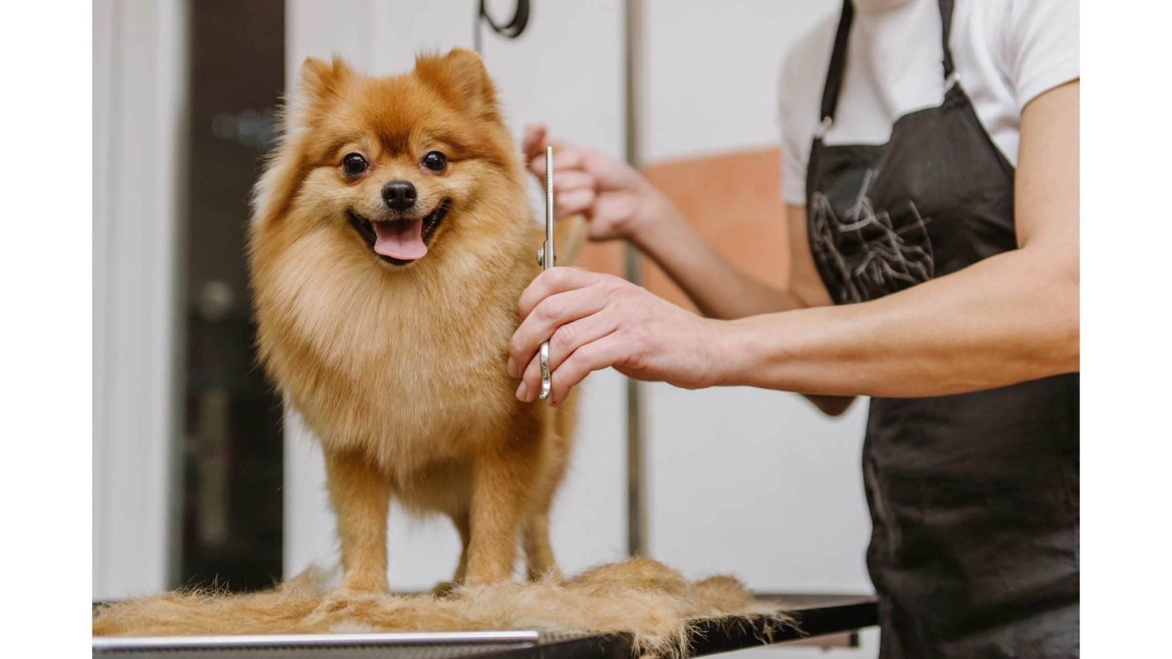 Modern, Newly Renovated Pet Grooming Salon  Fast-Growing, Sutherland Shire